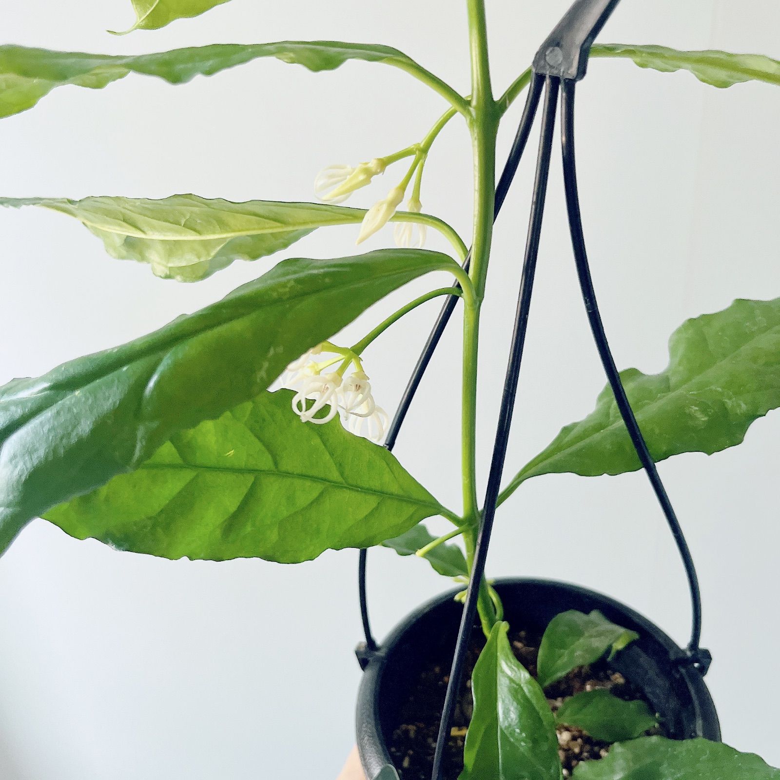 ホヤ デシプラエ 先着3名様限定 観葉植物 希少植物 - メルカリ