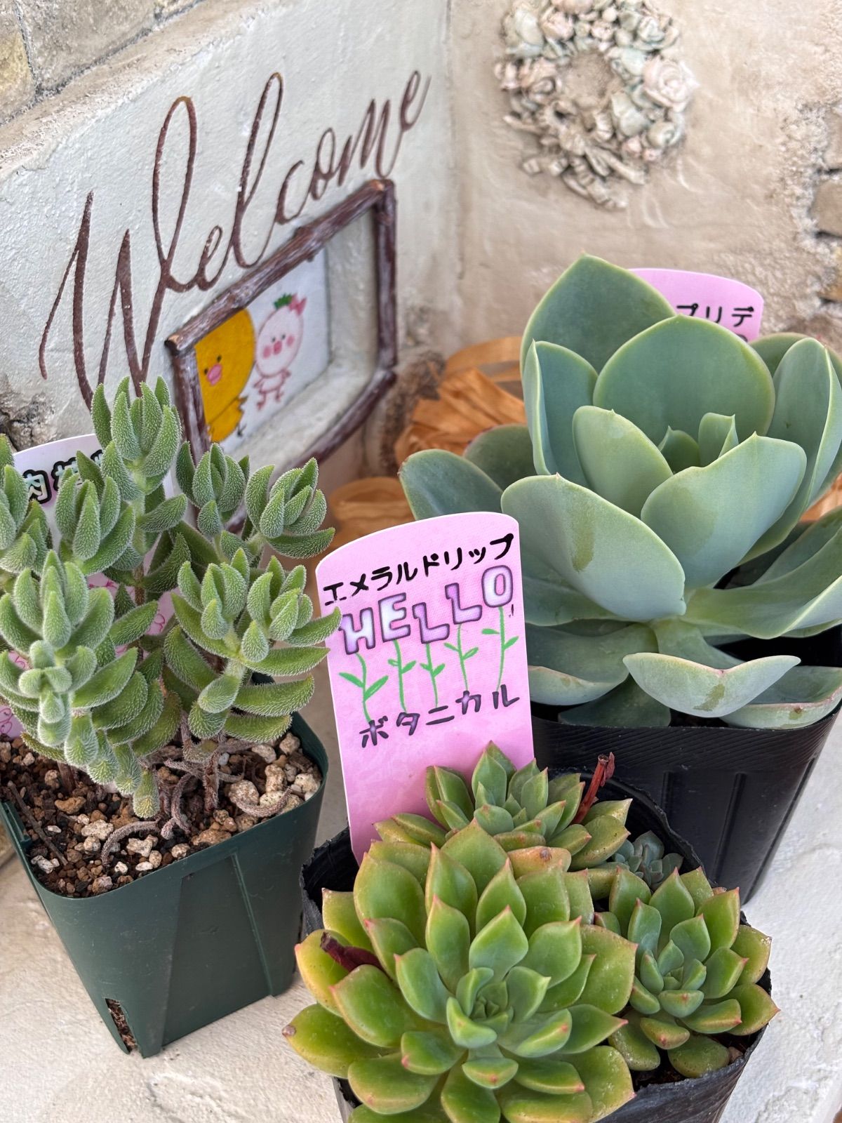 多肉植物🉐3個セット速達サービス🉐ポット発送🉐抜き苗は300円引きお