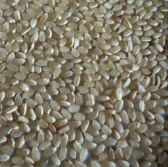 農家直送】令和7年産 徳島県産 にじのきらめき 玄米30kg 1等米 - メルカリ