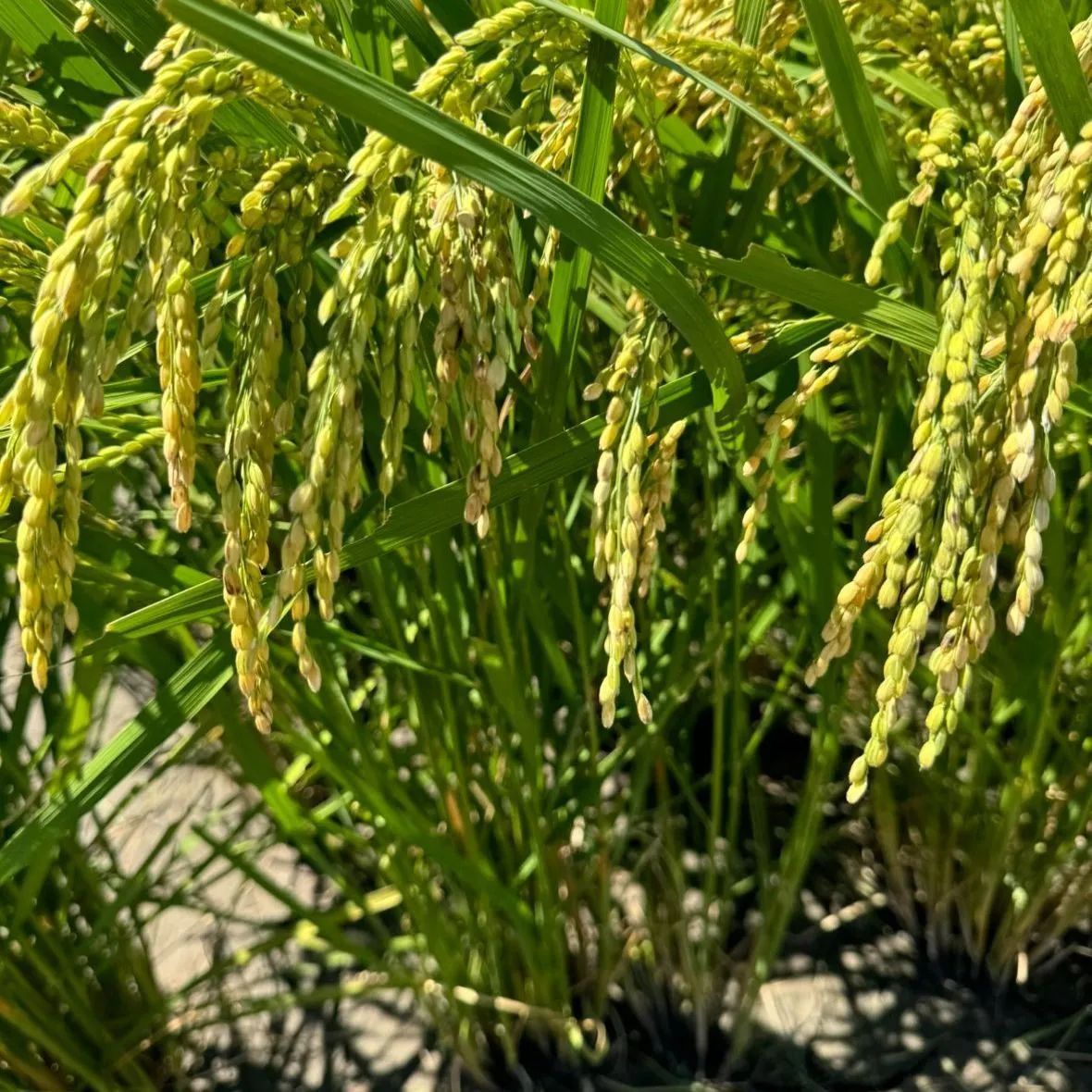 農家直送】令和7年産 徳島県産 にじのきらめき 玄米30kg 1等米 - メルカリ