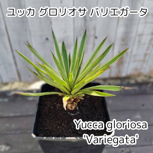 鉢ごと】ユッカ グロリオサバリエガータ Yucca gloriosa variegata