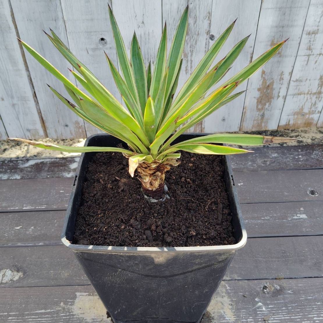 鉢ごと】ユッカ グロリオサバリエガータ Yucca gloriosa variegata
