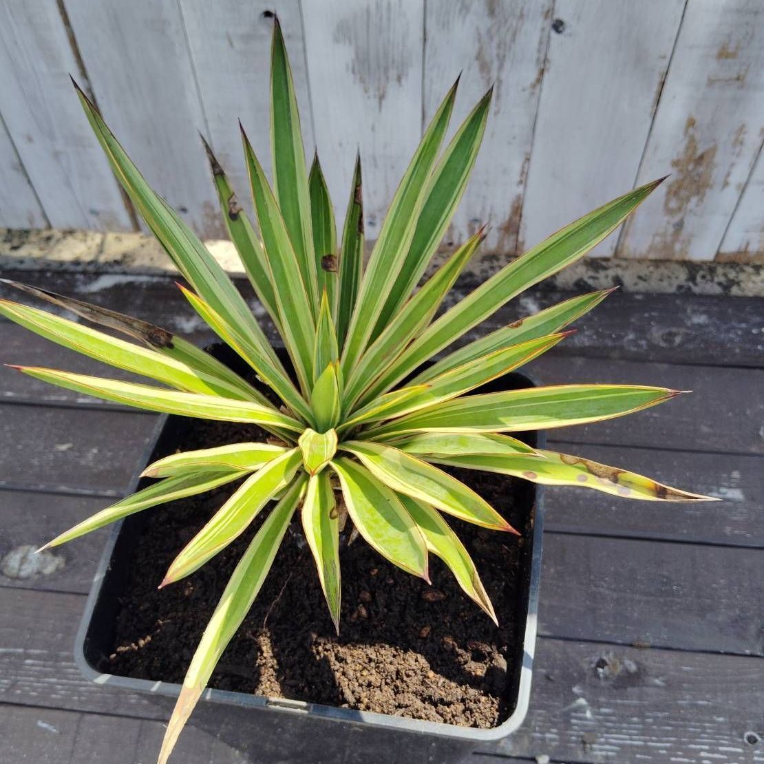 鉢ごと】ユッカ グロリオサバリエガータ Yucca gloriosa variegata