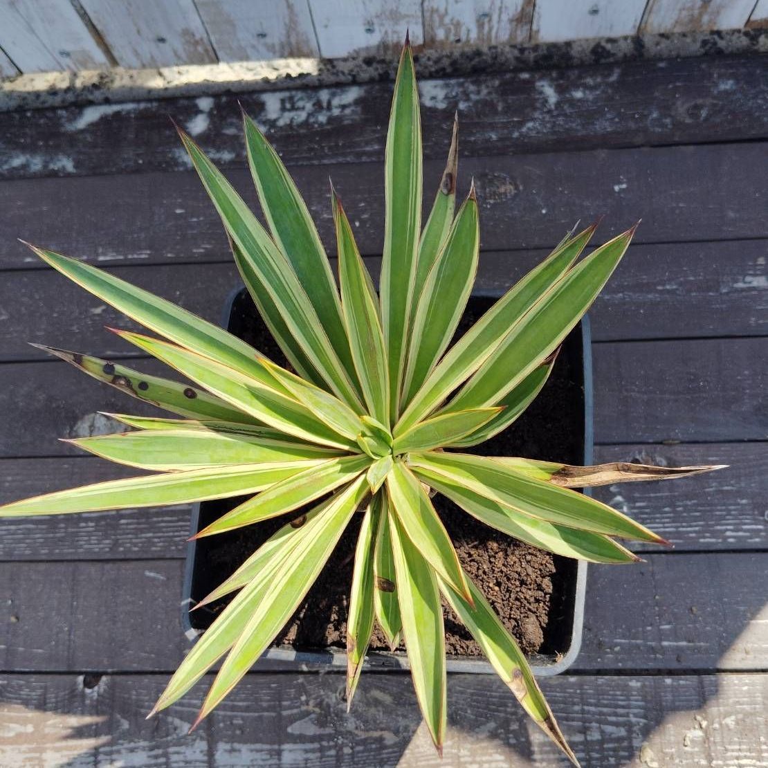 鉢ごと】ユッカ グロリオサバリエガータ Yucca gloriosa variegata