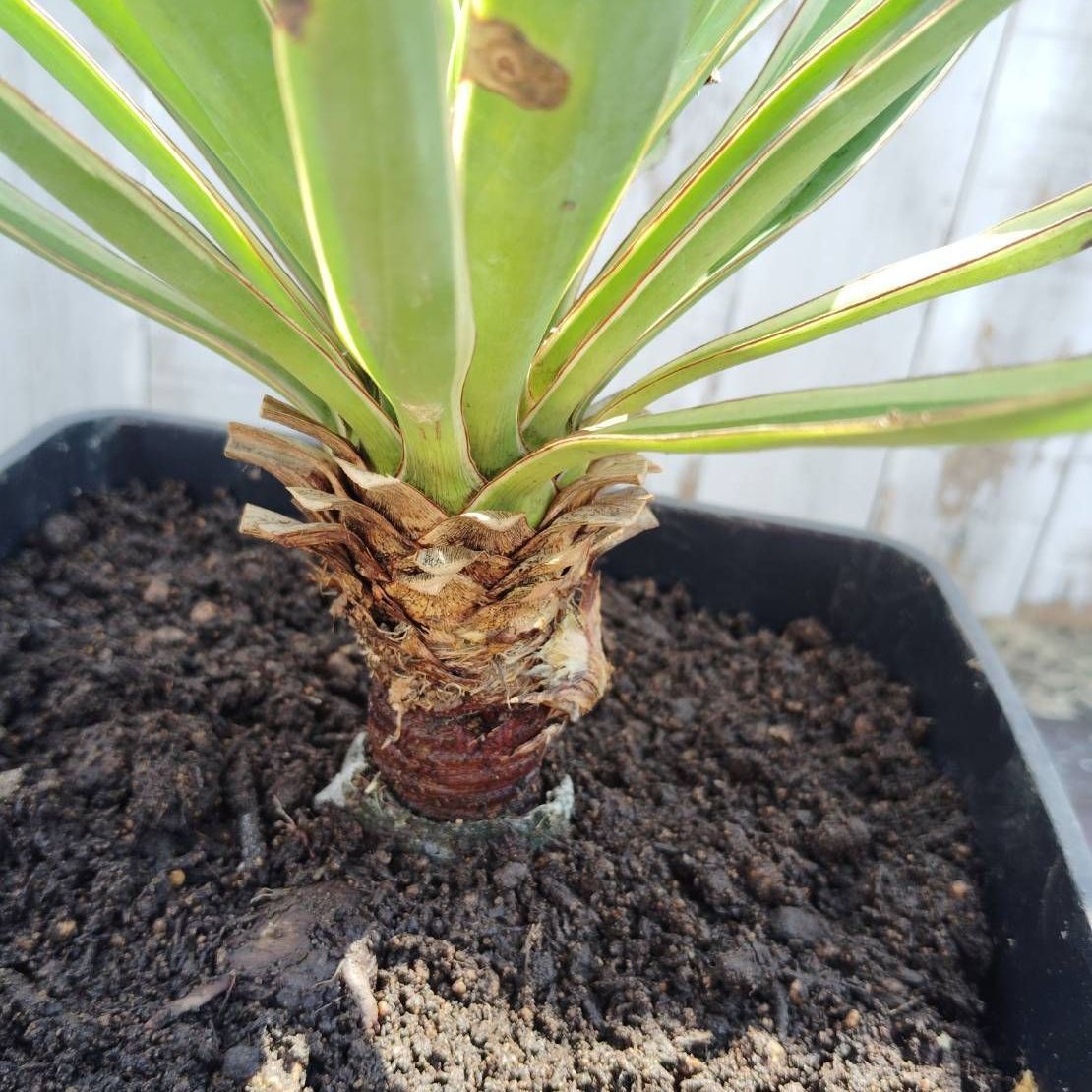 鉢ごと】ユッカ グロリオサバリエガータ Yucca gloriosa variegata