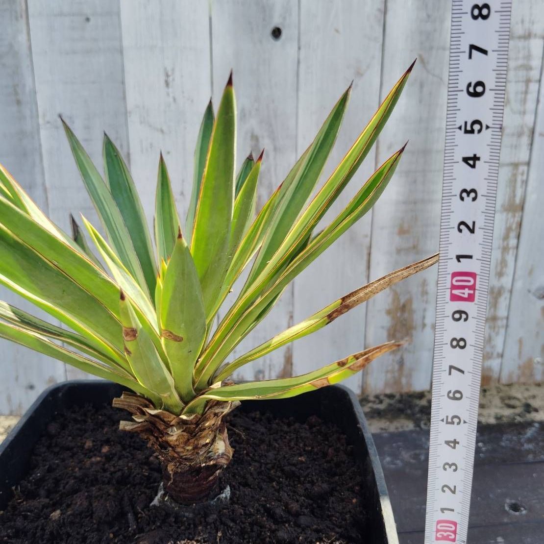 鉢ごと】ユッカ グロリオサバリエガータ Yucca gloriosa variegata