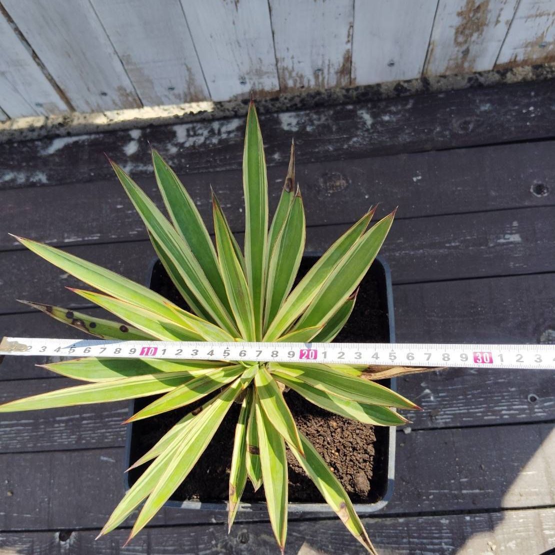 鉢ごと】ユッカ グロリオサバリエガータ Yucca gloriosa variegata