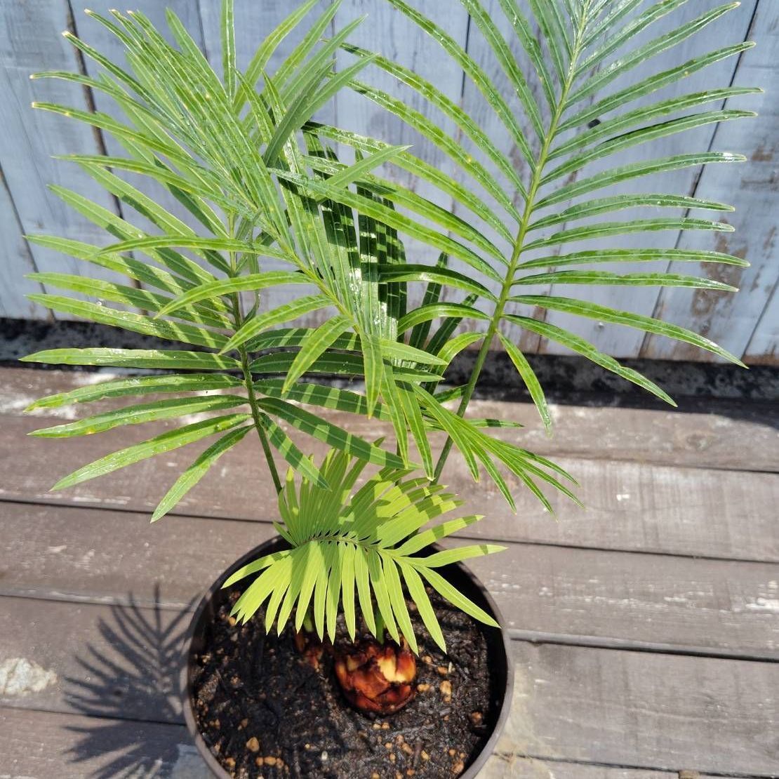 希少】【2本植え】【鉢ごと発送】 クリビコーラ Cycas clivicola