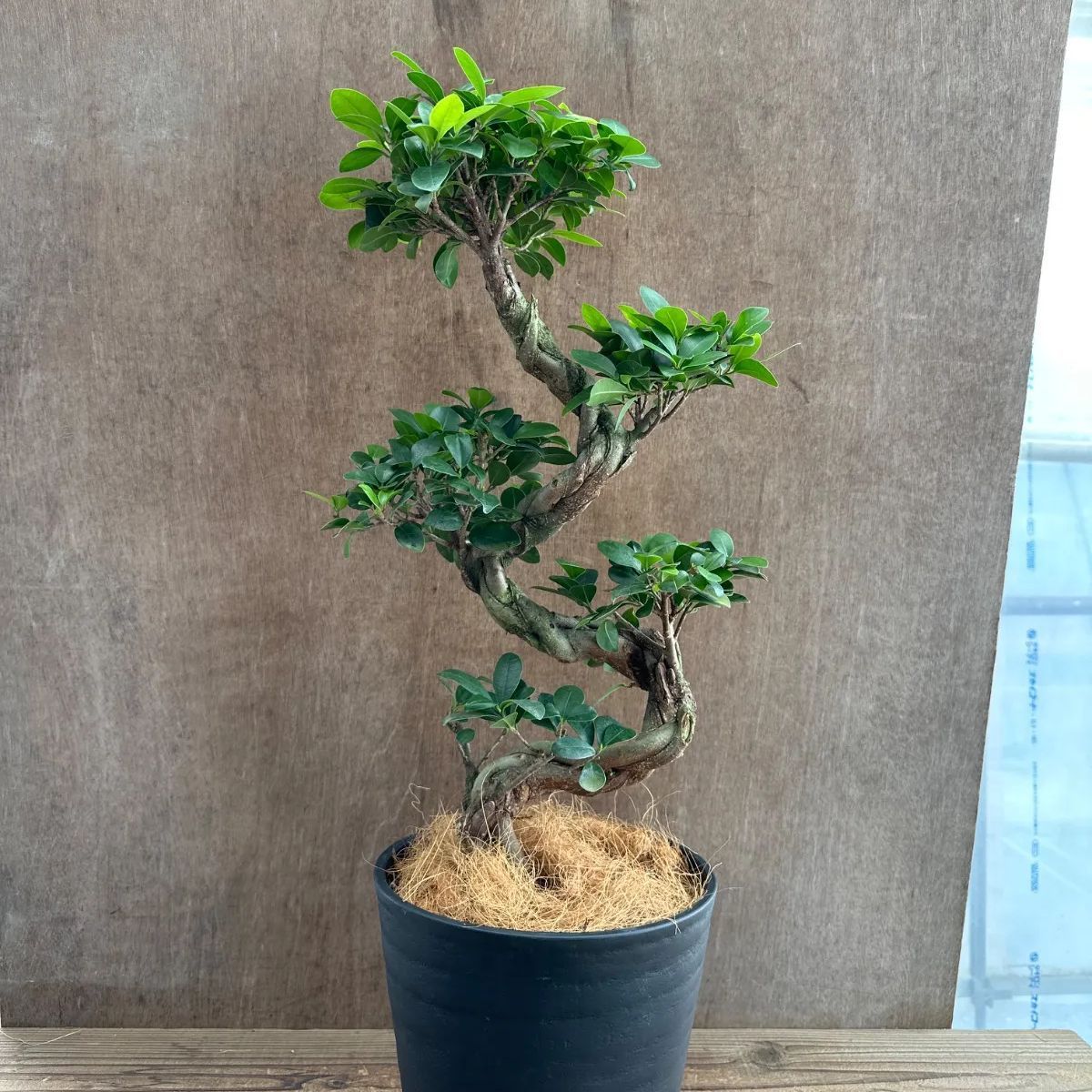 ガジュマル ② 昇り龍 仕立て 黒プラスチックポット 現品 Ficus