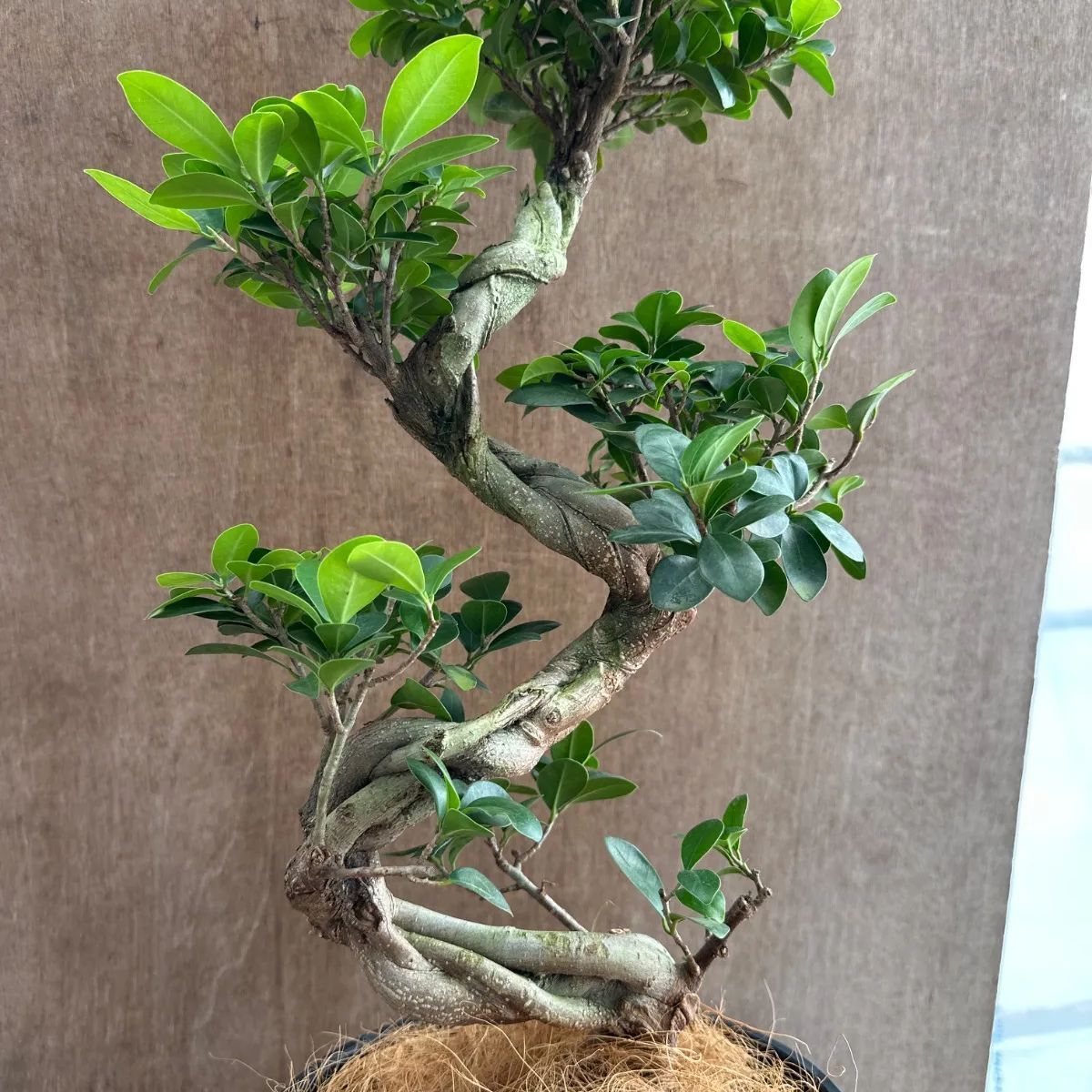 ガジュマル ② 昇り龍 仕立て 黒プラスチックポット 現品 Ficus