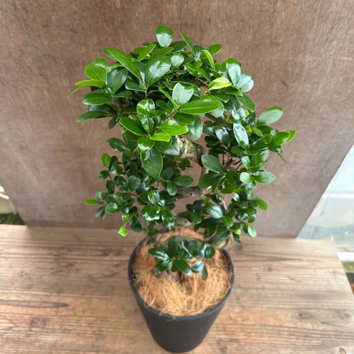ガジュマル 昇龍仕立 プラスチック鉢 観葉植物 ガジュマル ② 昇り龍 仕立て 黒プラスチックポット 現品 Ficus