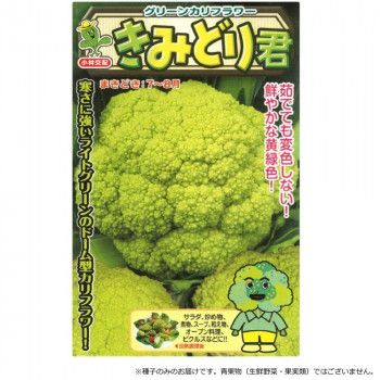 小林種苗 カリフラワー種子 きみどり君 3679 1000粒