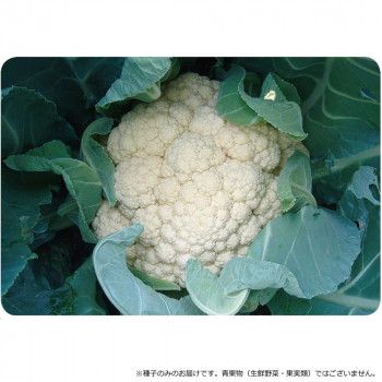 小林種苗 カリフラワー種子 ラップスター 7222 20ml