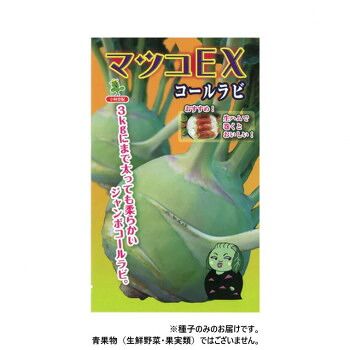 小林種苗 コールラビ種子 マツコEX 7226 1000粒