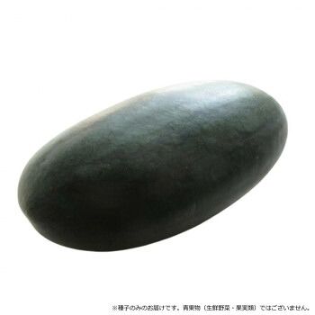 小林種苗 スイカ種子 黒い弾丸 4683 200粒