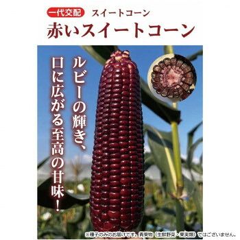 小林種苗 スイートコーン種子 赤いスイートコーン 9608 2000粒