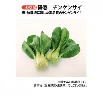 小林種苗 チンゲンサイ種子 陽春 6158 2dl