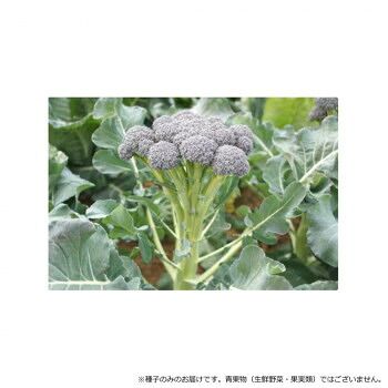 小林種苗 ブロッコリー種子 ワンカット 7220 1000粒