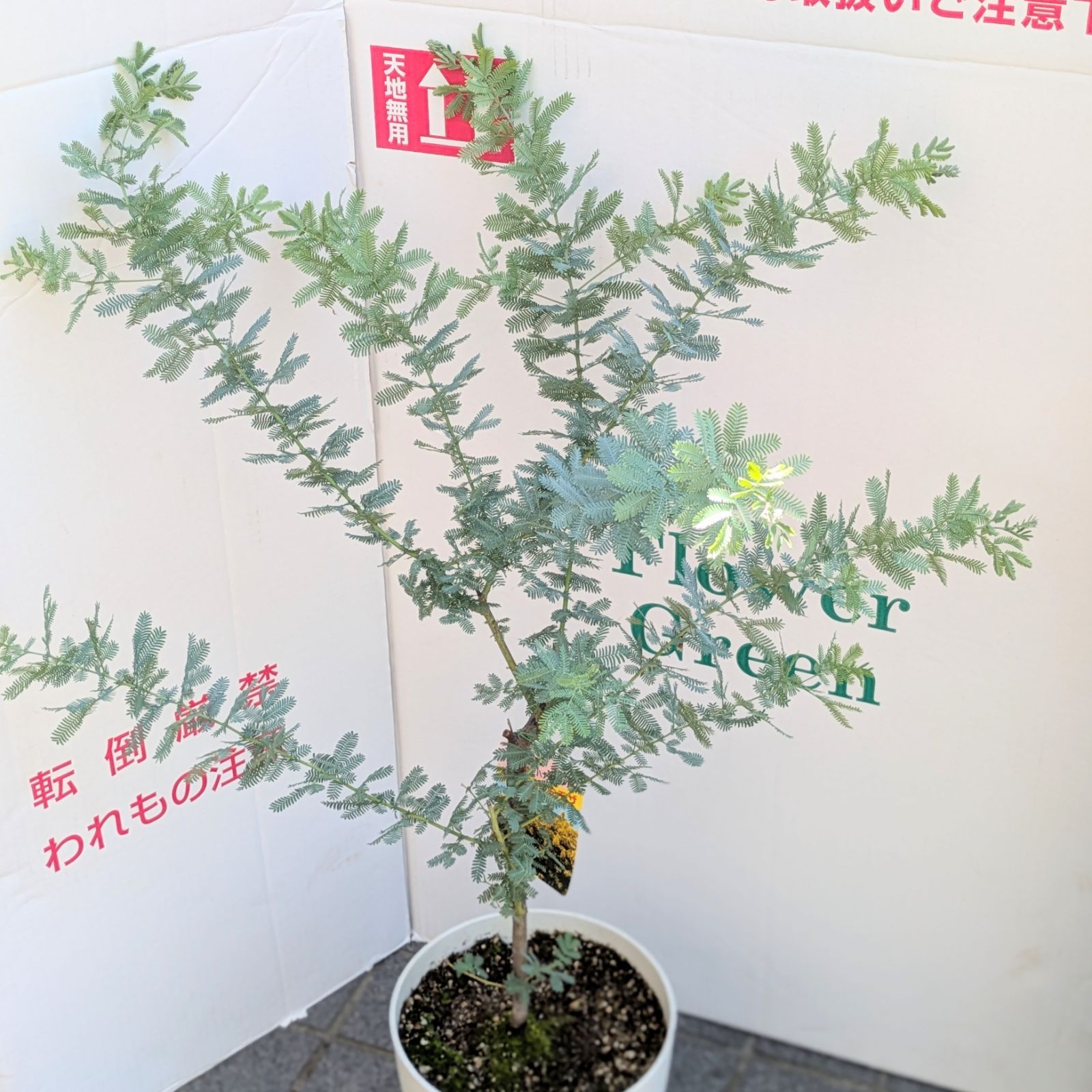 7号鉢】ミモザ 銀葉アカシア 7号鉢 苗木 - メルカリ