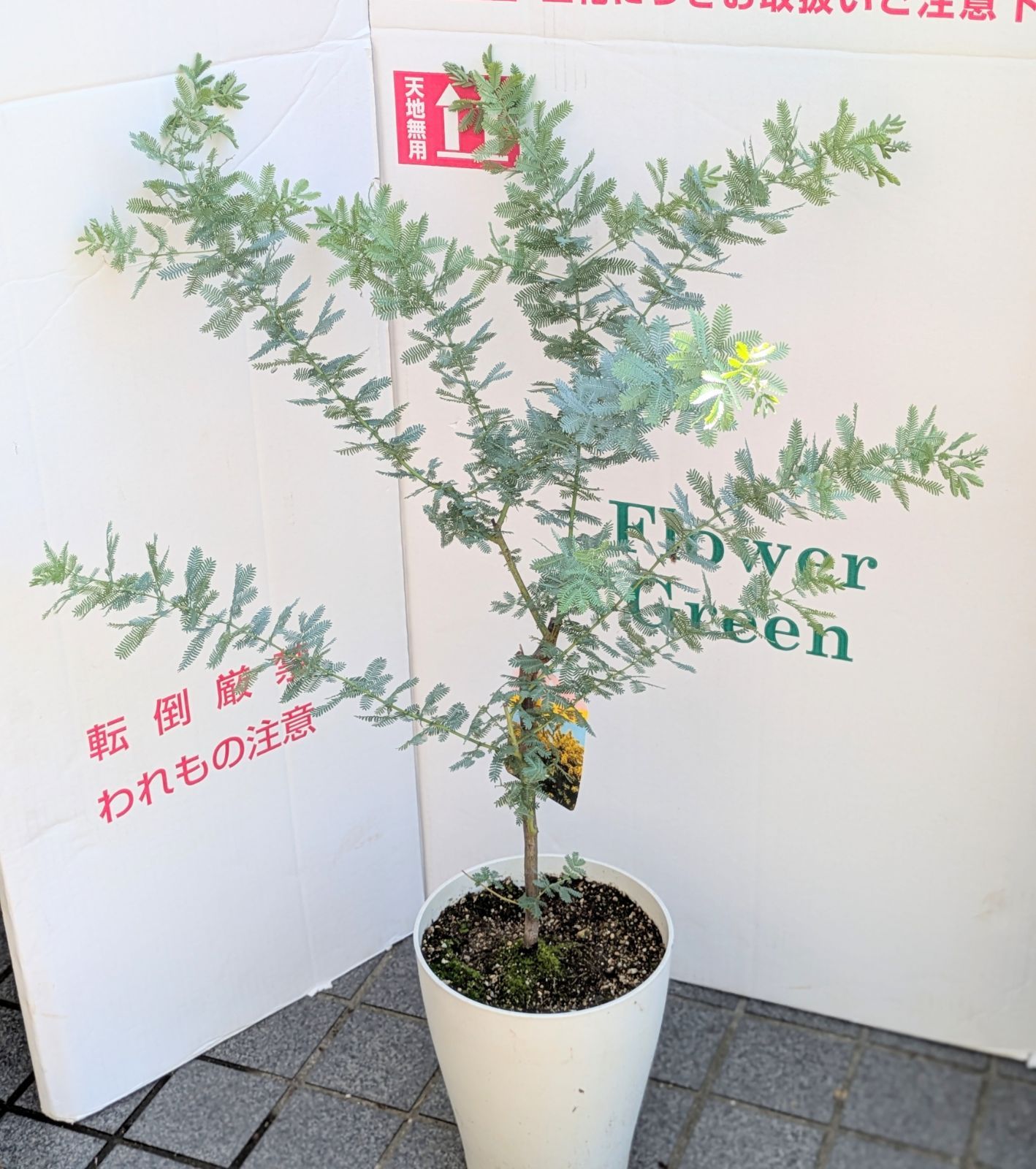 銀葉アカシア ミモザ 苗木 常緑樹 鉢植え　123cm 7号鉢】ミモザ 銀葉アカシア 7号鉢 苗木 - メルカリ