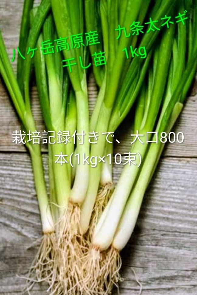 八ヶ岳高原産 九条太ネギ干し苗 800本 九条太ネギ 干し苗 800