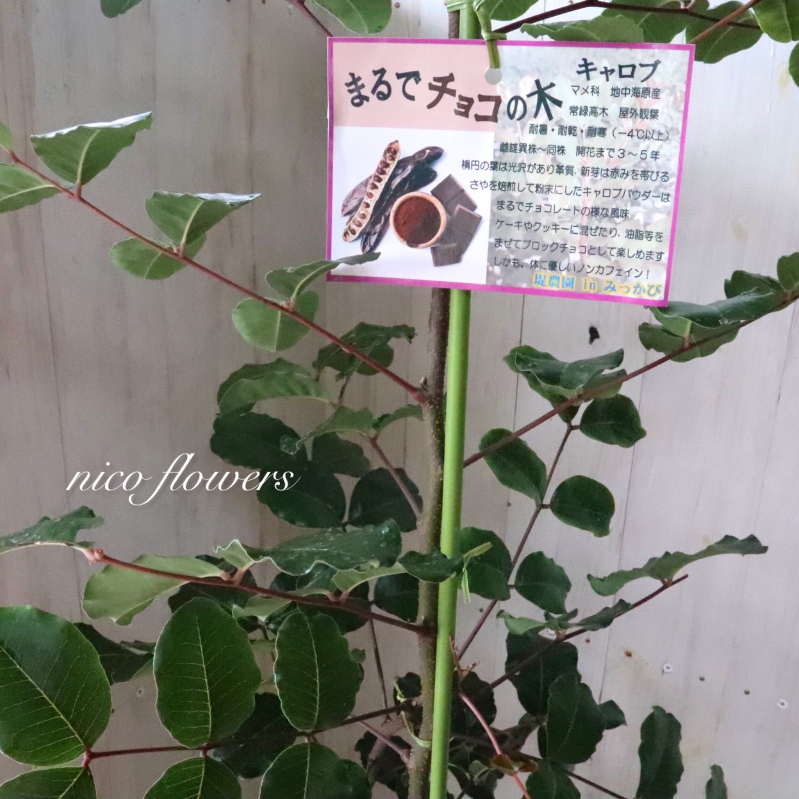チョコの木♡キャロブ♡チョコレートツリー♡常緑♡