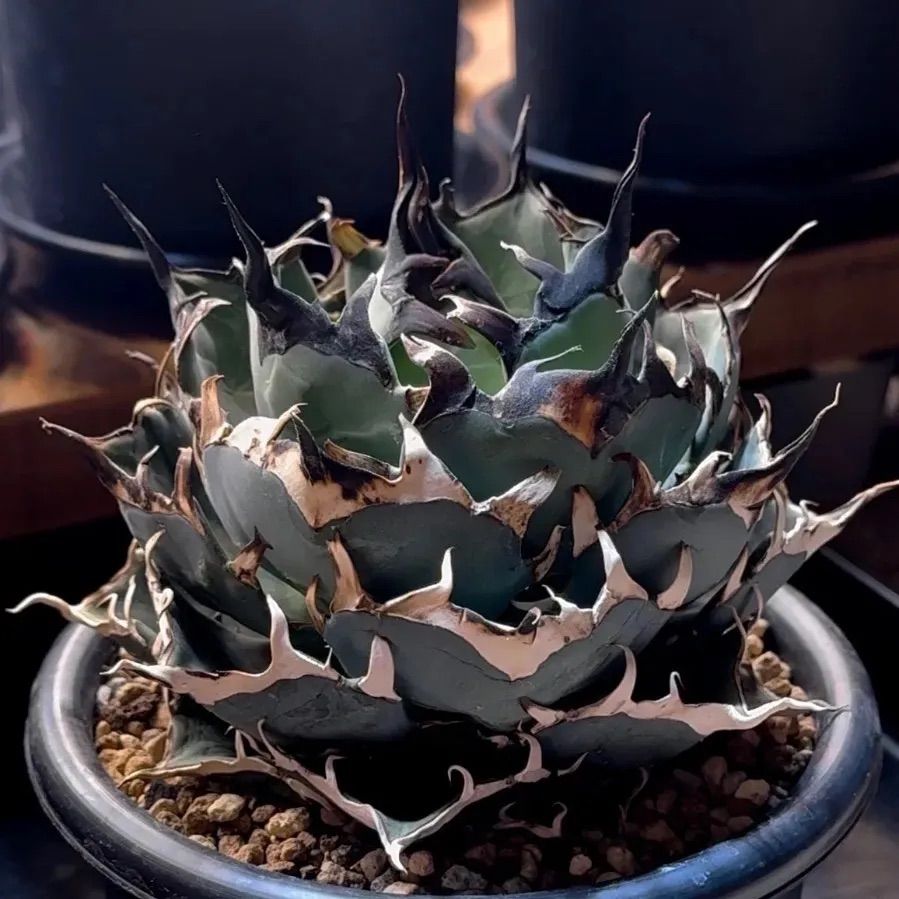 FK PLANTS】 Agave titanota 'Hades' （子株）アガベ チタノタ 'ハデス