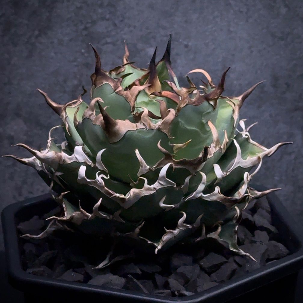 FK PLANTS】 Agave titanota 'Hades' （子株）アガベ チタノタ 'ハデス
