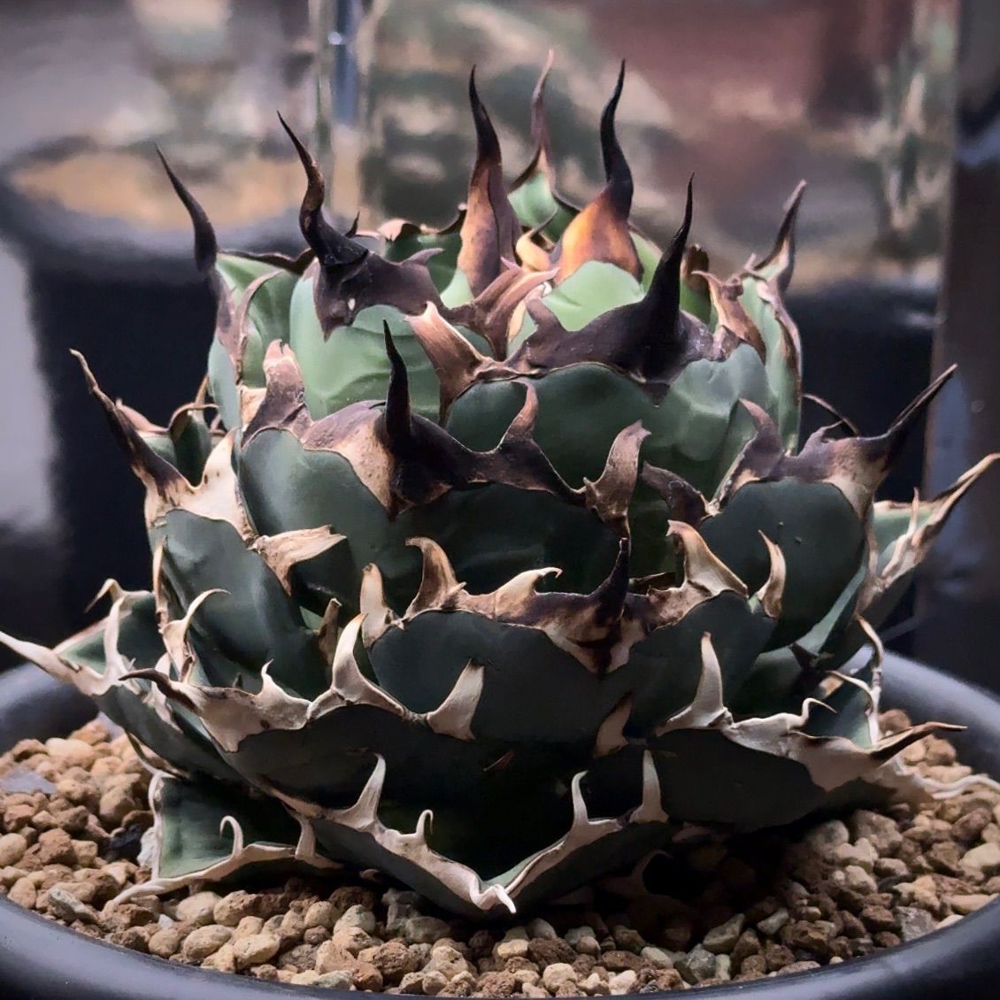 FK PLANTS】 Agave titanota 'Hades' （子株）アガベ チタノタ 'ハデス