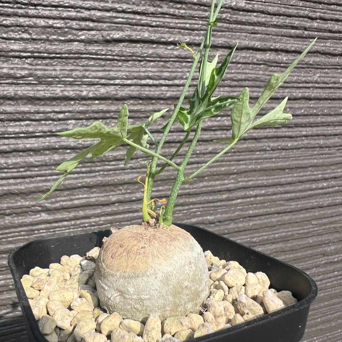 アデニア キルキー Adenia kirkii 国内実生苗 - メルカリ