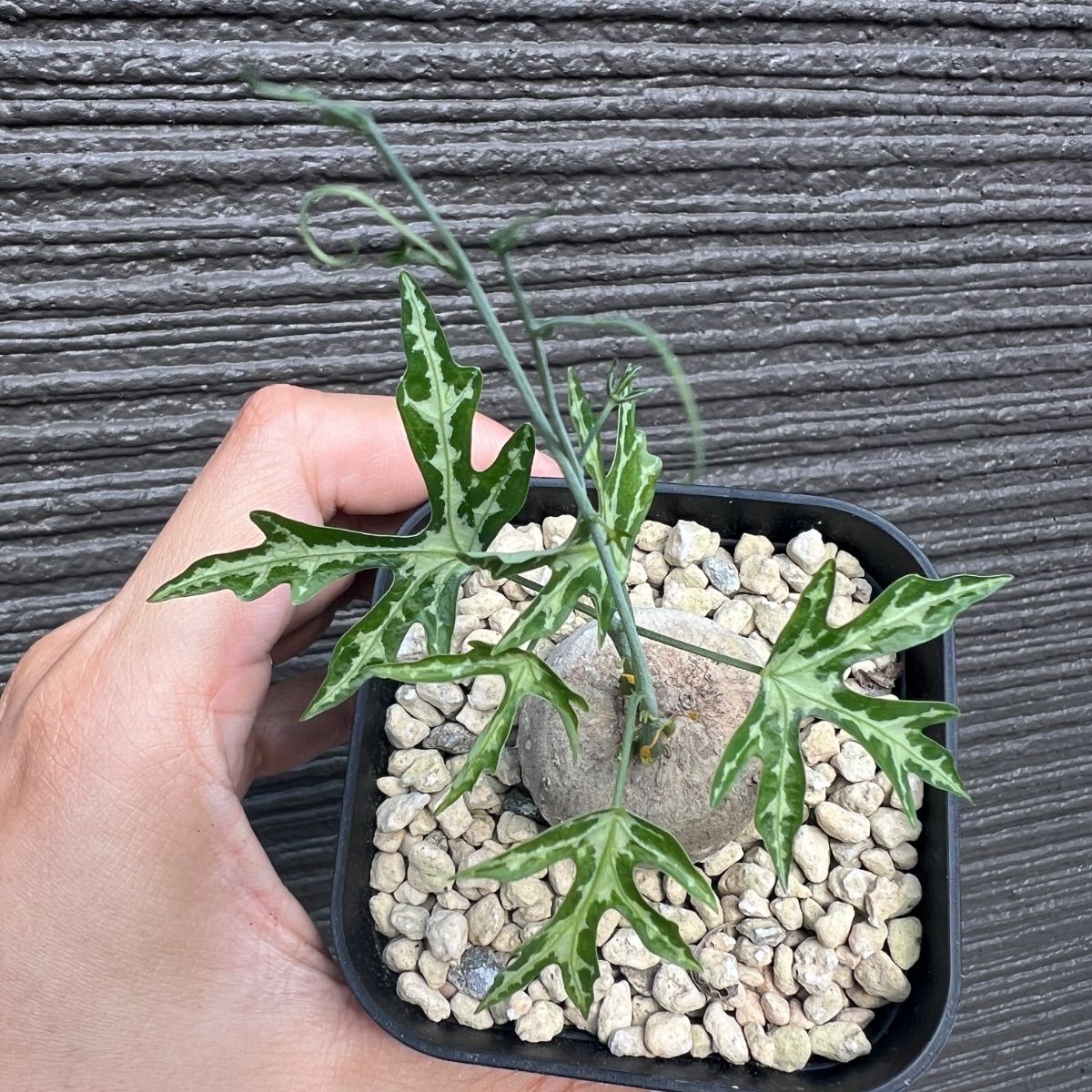 アデニア キルキー Adenia kirkii 国内実生苗 - メルカリ