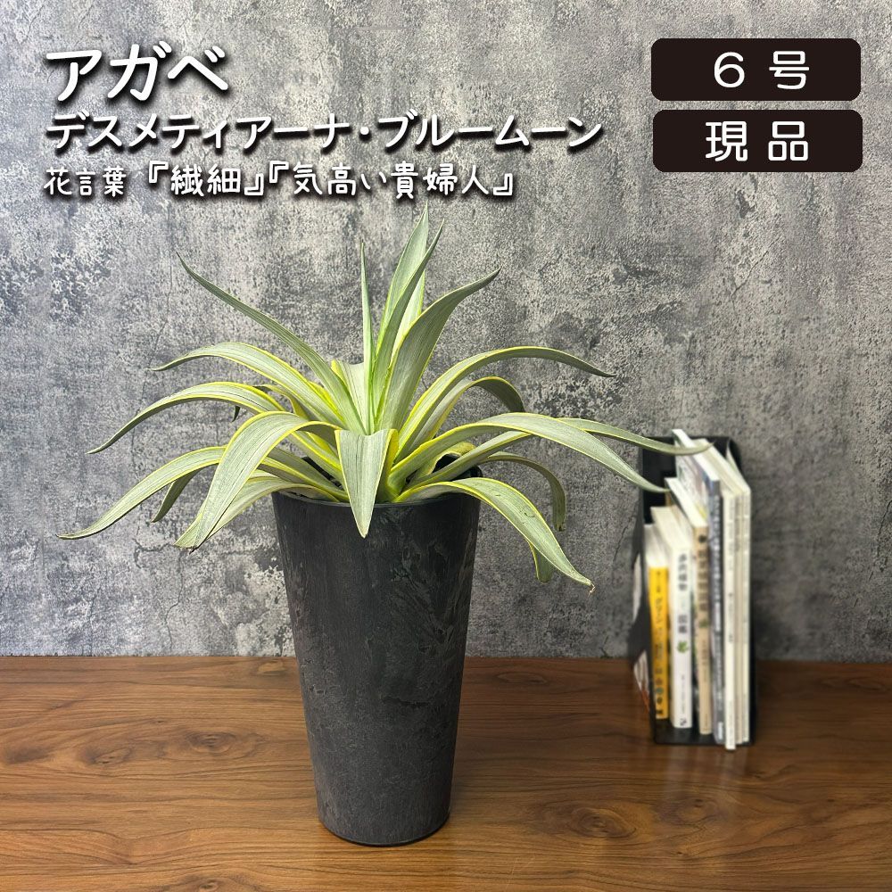 観葉植物 お中元 アガベ デスメティアーナ ブルームーン 【現品】 6号 アートストーン鉢 多肉植物 人気 おしゃれ 鉢植え 人気 お祝い 誕生日 贈り物 インテリア 送料無料