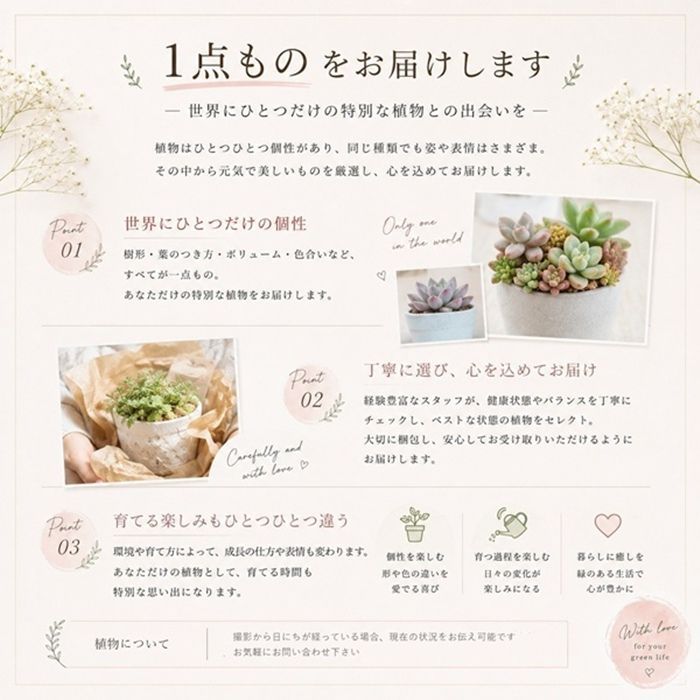 多肉植物 ダイアン センペルビウム 現品 TK12-63 観葉植物 インテリア