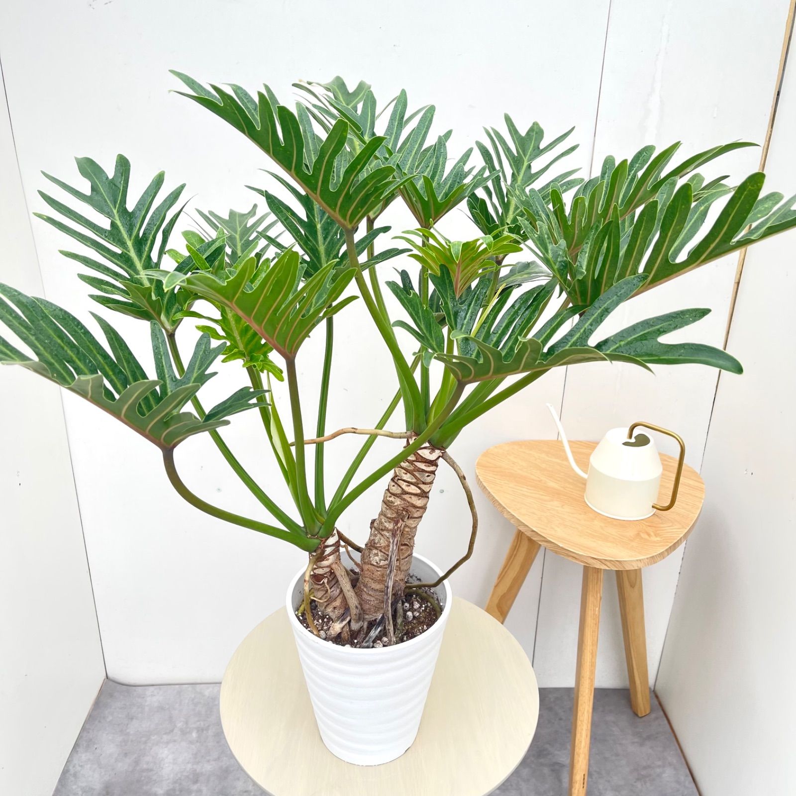 フィロデンドロン ジャイアントザナドゥ 幹上がり 36【現品】観葉植物