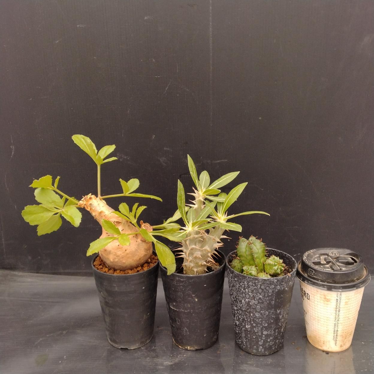C156 「イベント品」3株セット　塊根+多肉植物セット【内容は写真を要確認・発根未確認・パキポディウム・ユーフォルビアなど】