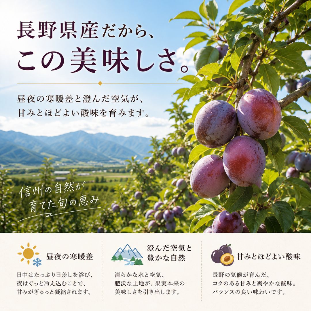 予約】長野産プルーン 約4.5kg クール便 7月下旬発送 - メルカリ