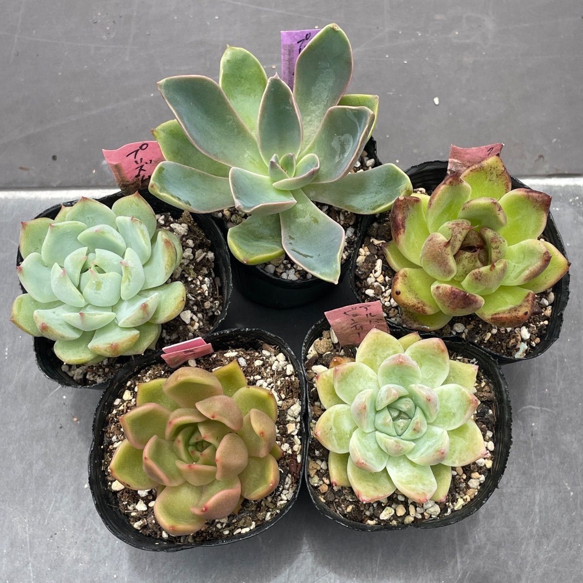 現物・名札付き】SALE5苗セット♡エケベリア - メルカリ