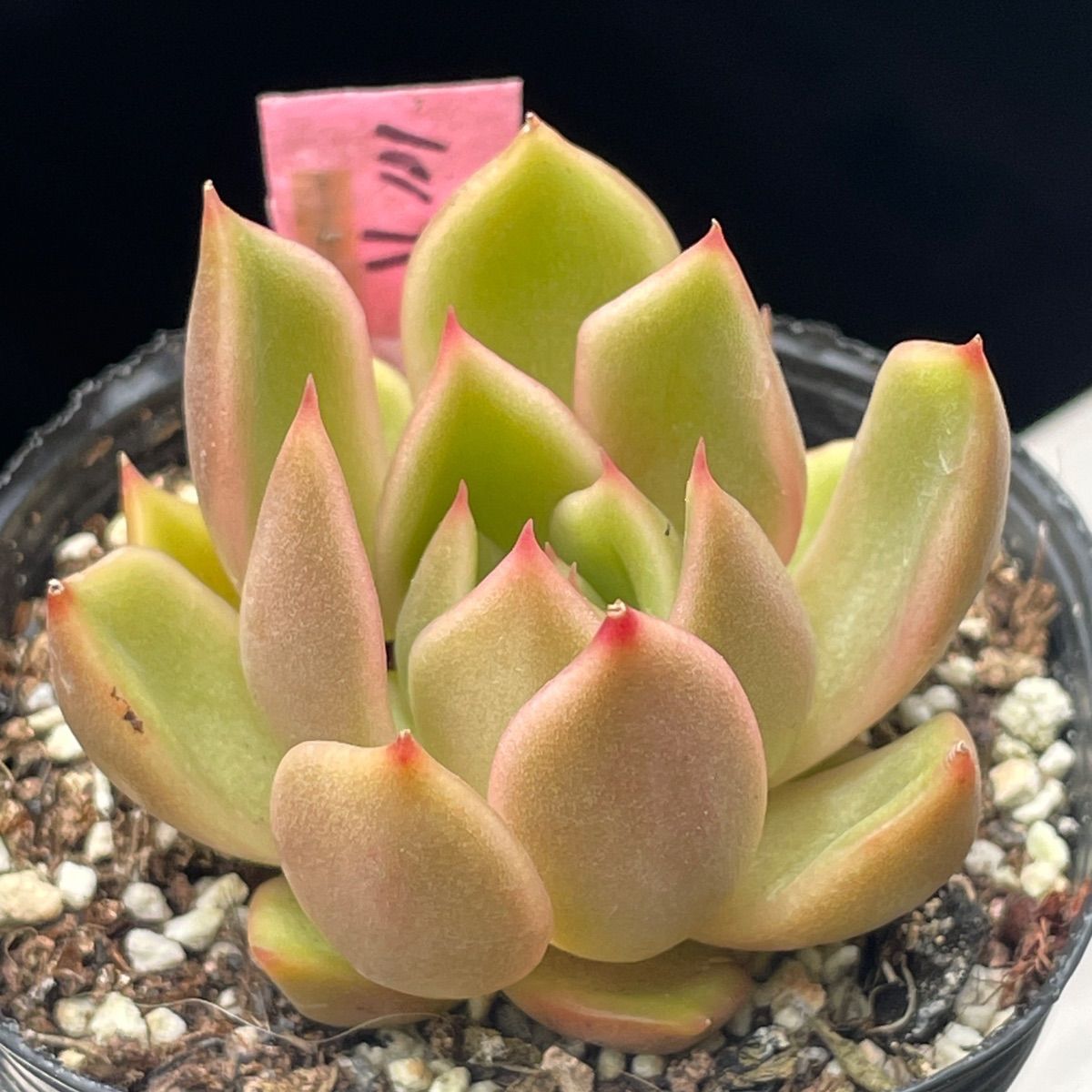 【札付き】エケベリアなど　6苗セット 現物・名札付き】SALE5苗セット♡エケベリア - メルカリ