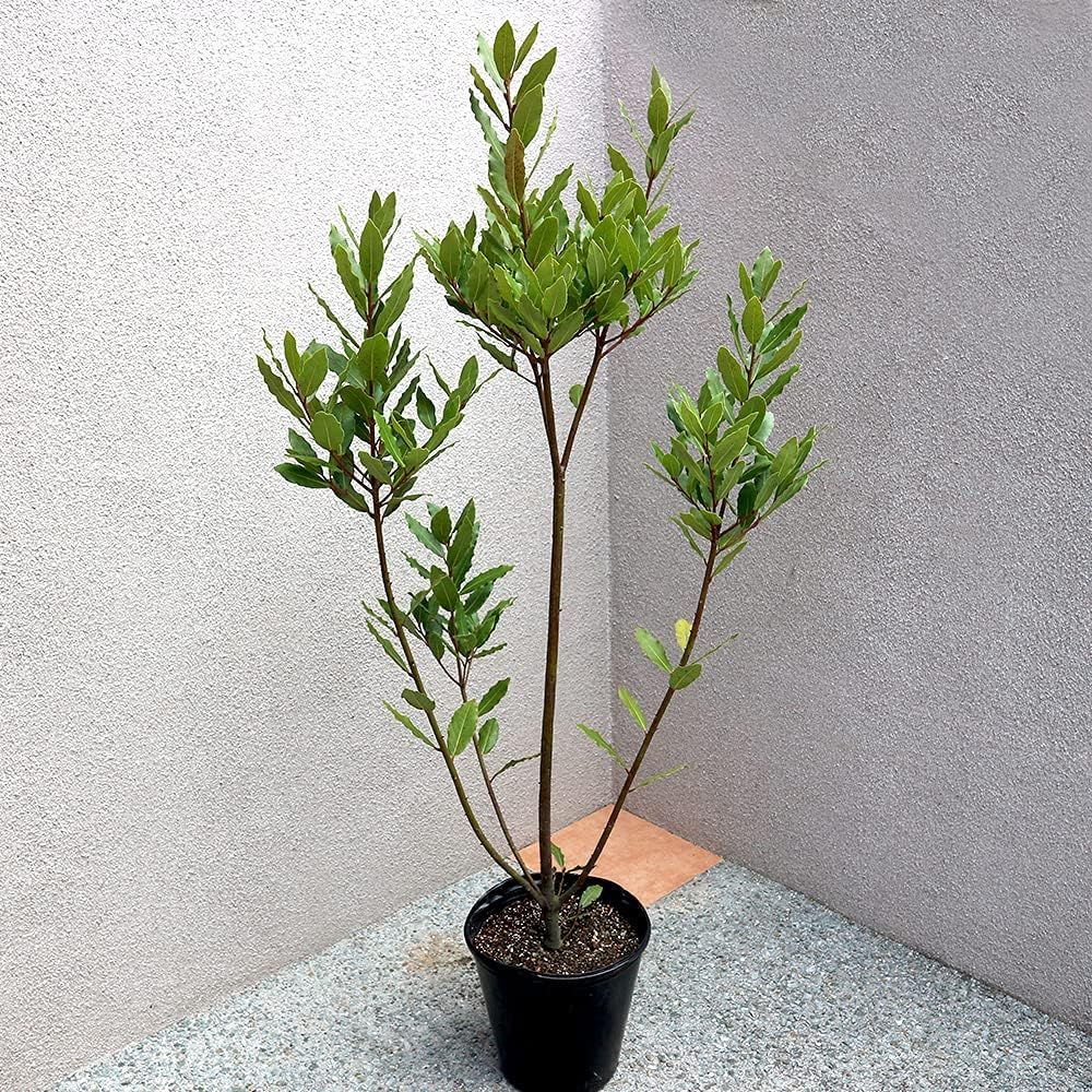 ＩＴＡＮＳＥ月桂樹8号苗ゲッケイジュ観葉植物ハーブ苗ローリエローレル常緑樹生垣耐寒性香りづけ初心者 11,073円