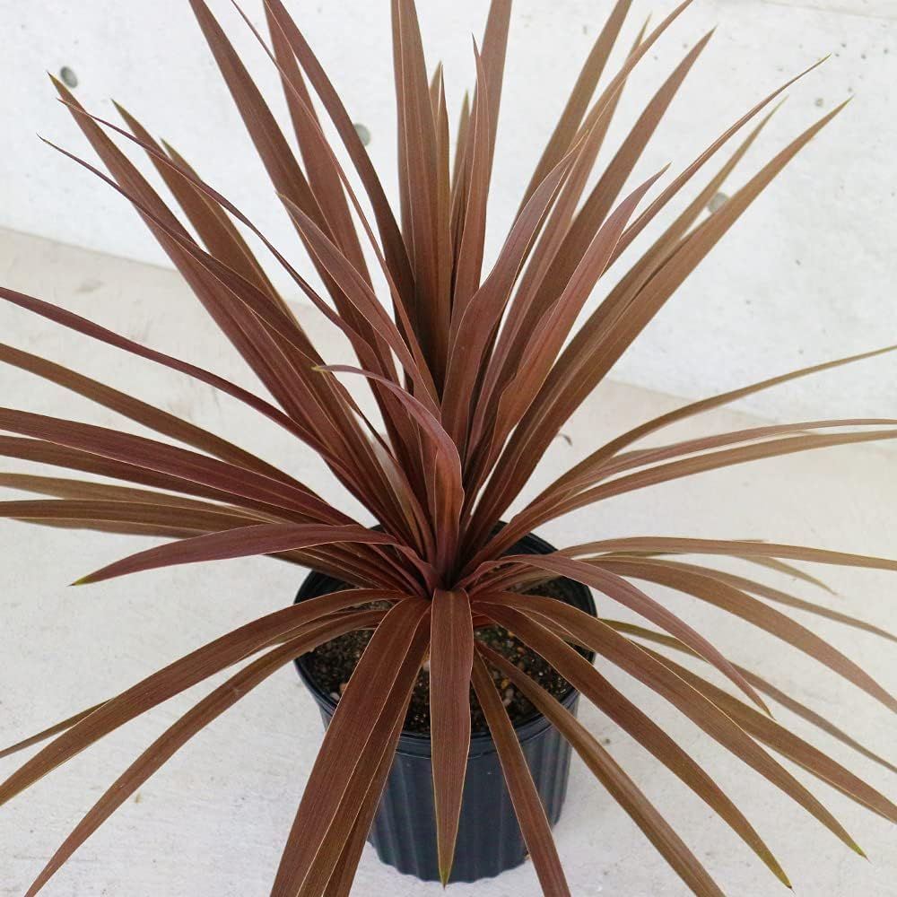 ＩＴＡＮＳＥ コルディリネ レッドスター 8号鉢苗 大型カラーリーフ Cordyline australis 'Red Star' 観葉植物 オーナメンタルプランツ