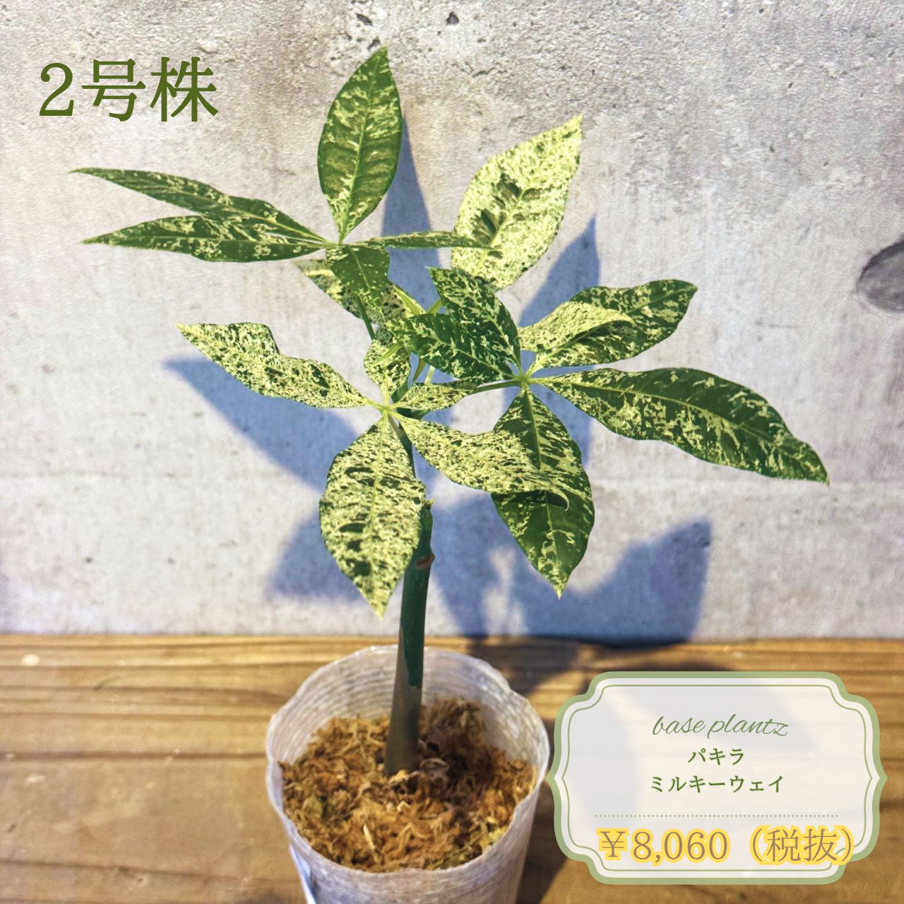 【現品発送】パキラ ミルキーウェイ 2号｜希少斑入り｜観葉植物｜インテリアグリーン