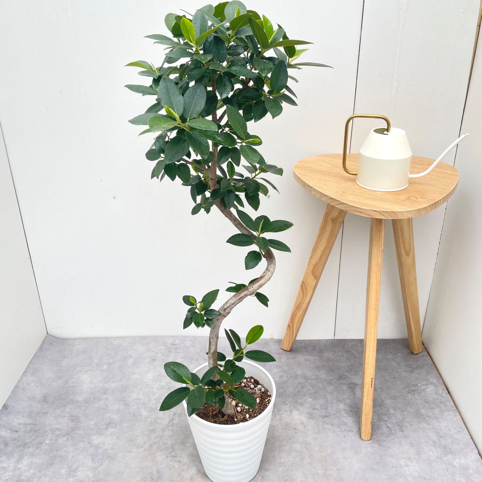 フランスゴム　曲がり　17【現品】観葉植物　室内　7号
