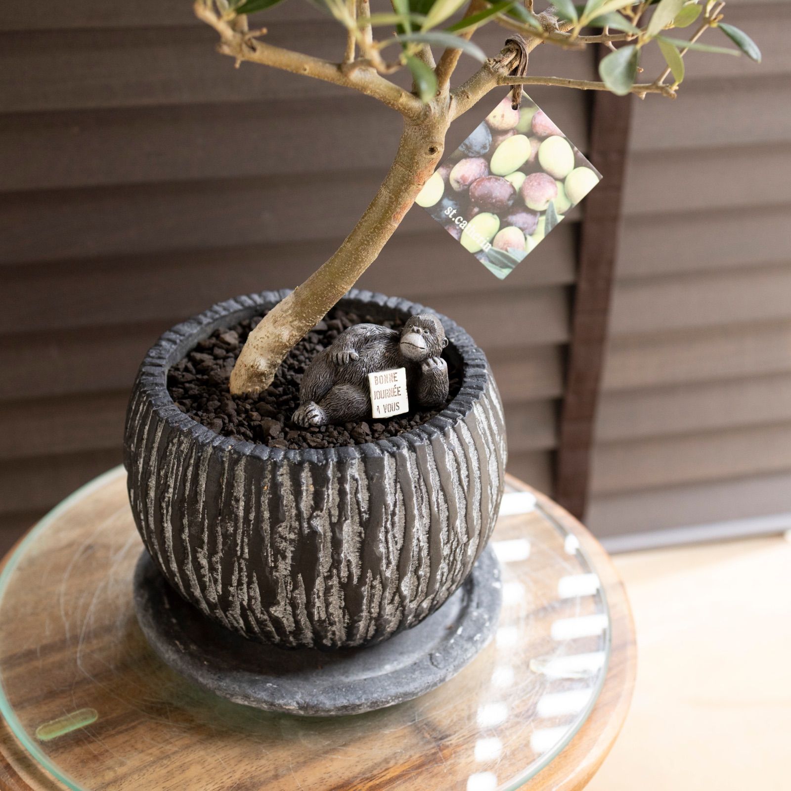 曲がり仕立て 創樹 オリーブ Olive セントキャサリン 5号 陶器鉢 盆栽