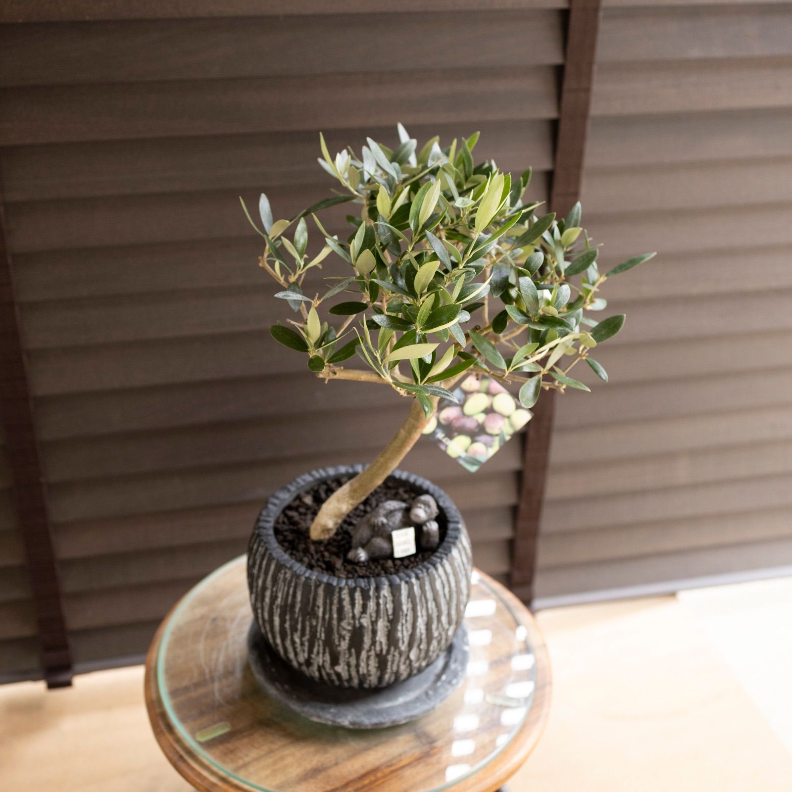 曲がり仕立て 創樹 オリーブ Olive セントキャサリン 5号 陶器鉢 盆栽