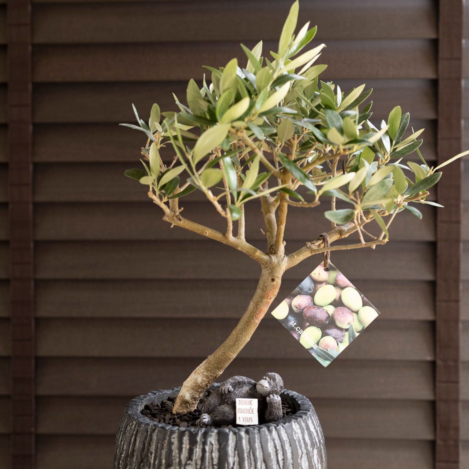 曲がり仕立て 創樹 オリーブ Olive セントキャサリン 5号 陶器鉢 盆栽