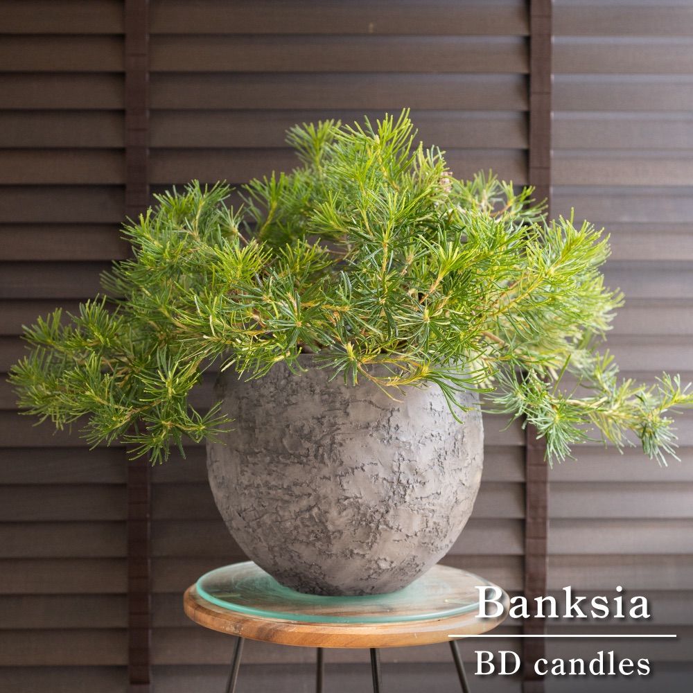 バンクシア バースデーキャンドル 8号 グラスファイバーポット Banksia birthday candles オージープランツ 0711DGY