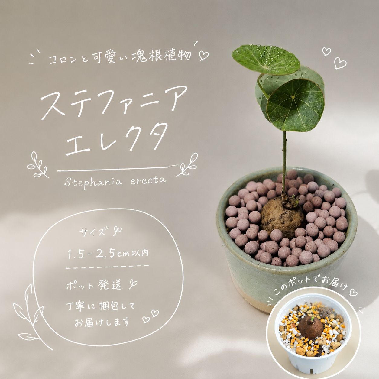 ♡プラポット発送♡〚 ミニサイズのステファニア エレクタ 〛Stephania