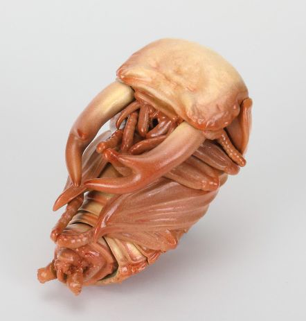 BANDAI Enciclopedia ilustrada de criaturas Ohirata Stag Beetle 10 Tan King Stag Beetle Pupa Figura sin abrir