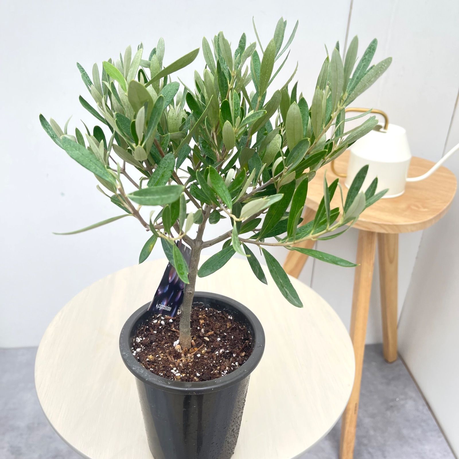 オリーブ チプレッシーノ 60【現品】観葉植物 創樹 SOUJU 4号 - メルカリ