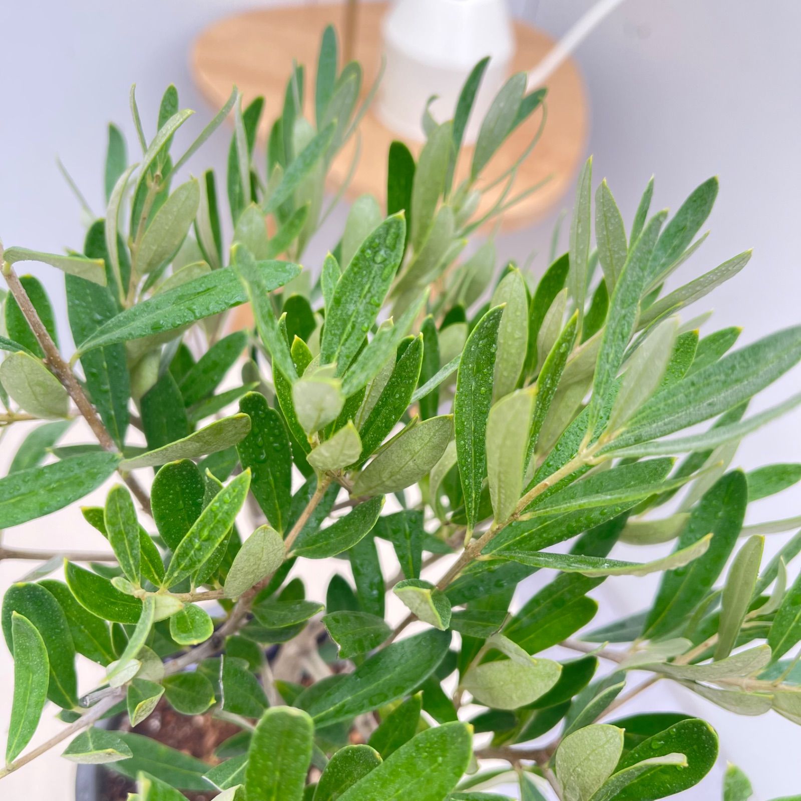 オリーブ チプレッシーノ 60【現品】観葉植物 創樹 SOUJU 4号 - メルカリ